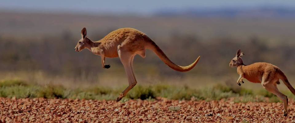 Grand Tour Of Australia