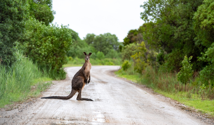 Marvels Of Melbourne 4N/5D International Customized Tour Package With Optional Flight