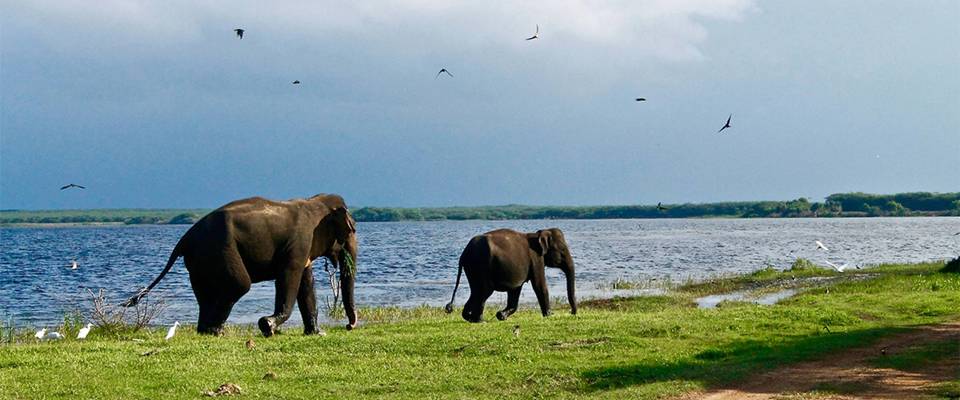 Sri Lanka Highlights With Hot Air Balloon